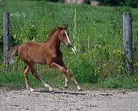 dressage-warmblood-horse