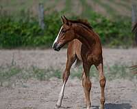 dressage-warmblood-horse