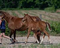 hunter-warmblood-horse