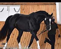 hunter-jumper-warmblood-horse