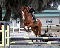 chestnut-dressage-horse