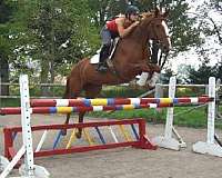 hunter-jumper-warmblood-horse