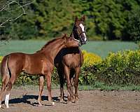 chestnut-dressage-horse