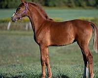 chestnut-fei-horse