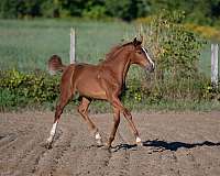 curious-warmblood-horse