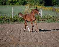 combined-warmblood-horse