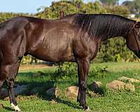 ranch-work-quarter-horse