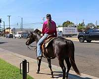 family-horse-quarter