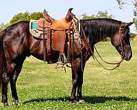 athletic-quarter-horse