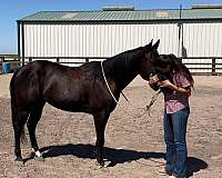 beginner-quarter-horse