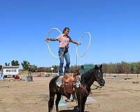 husband-safe-quarter-horse