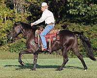 ranch-work-quarter-horse