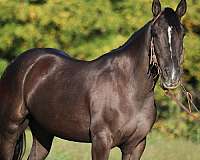 athletic-quarter-horse