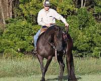 beginner-safe-quarter-horse