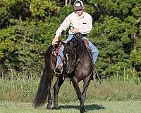 family-horse-quarter