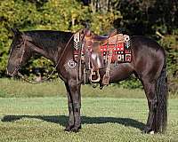 trail-quarter-horse