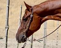 ranch-work-quarter-horse