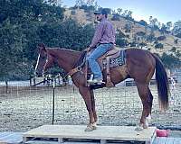 beginner-quarter-horse