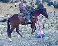 husband-safe-quarter-horse