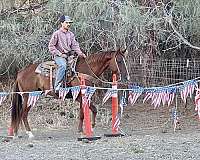 kid-safe-quarter-horse