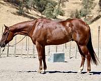 ranch-quarter-horse