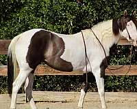 grulla-tobiano-horse