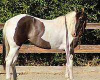 grulla-4-stockings-horse