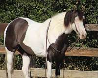 grulla-blaze-horse