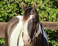 quarter-horse-gypsy-vanner