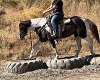 beginner-safe-gypsy-vanner-horse