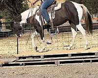 family-horse-gypsy-vanner