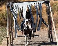 ranch-work-gypsy-vanner-horse