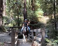 trail-gypsy-vanner-horse