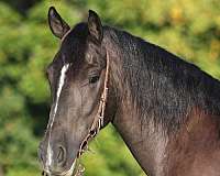 beginner-safe-gypsy-vanner-horse