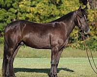 quarter-horse-gypsy-vanner