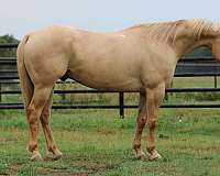 ranch-work-quarter-horse