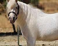 white-none-pony