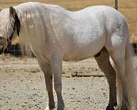 white-trail-class-competition-pony