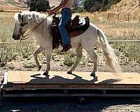 ranch-shetland-pony