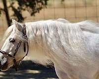 safe-shetland-pony