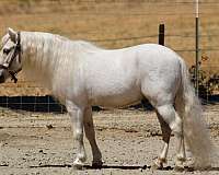 trails-shetland-pony