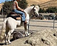 all-around-shetland-pony