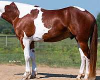 friesian-cross-pinto-horse