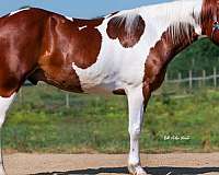 friesian-paint-pinto-horse