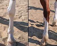 lower-level-dressage-pinto-horse