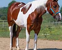 trail-horse-pinto