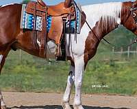 lower-level-dressage-horse