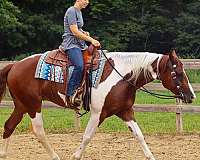 trail-riding-pinto-horse