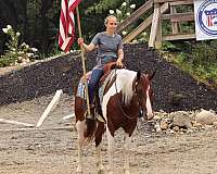 western-dressage-pinto-horse