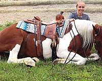 dressage-pinto-horse